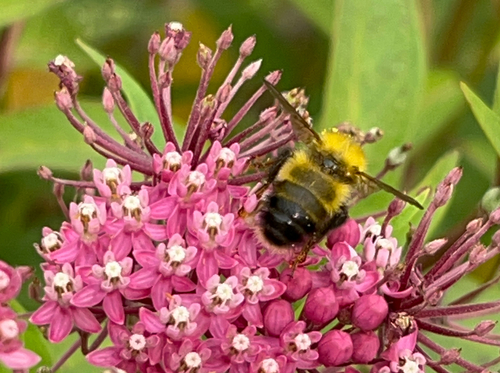 Perplexing Bumble Bee