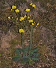 Hieracium glaucinum