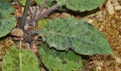Hieracium glaucinum