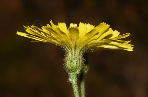 Photograph of Hieracium subgen. Hieracium
