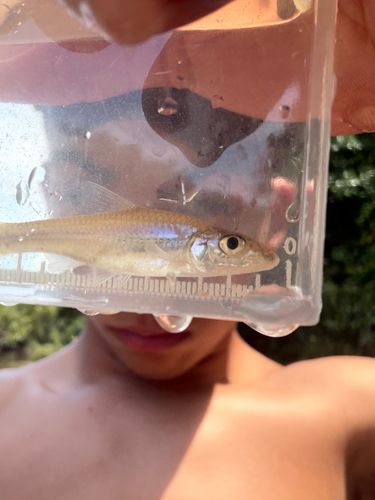 Longjaw Minnow