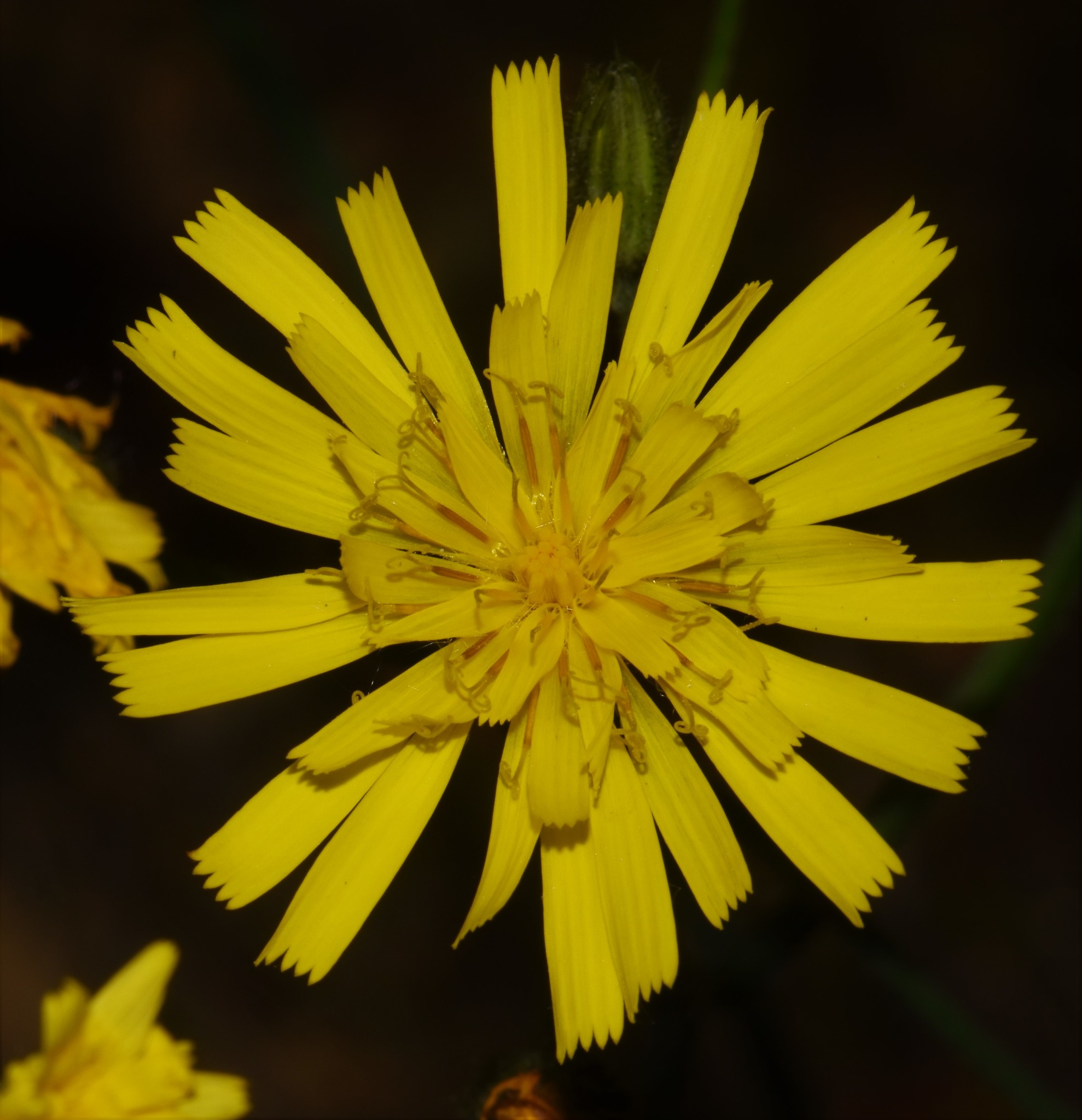Hieracium