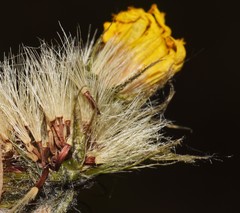 Hieracium glaucinum
