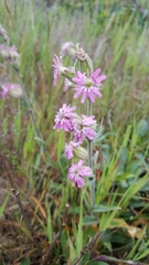 Silene scouleri