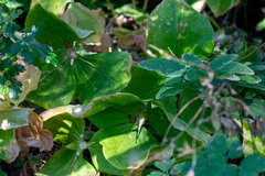 Trillium albidum, photograph author not stated, no rights reserved