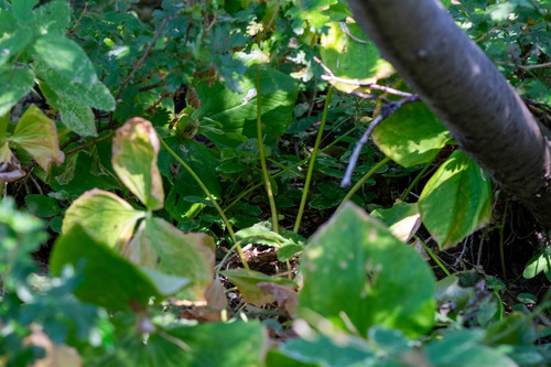 Trillium albidum, photograph 2