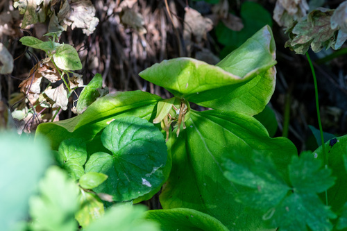 Trillium albidum