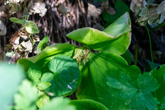 Trillium albidum