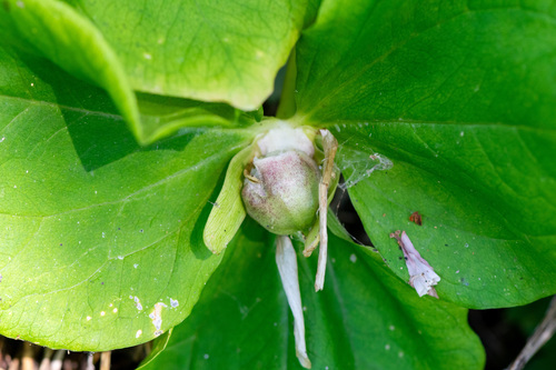 Trillium albidum, photograph 3