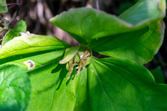 Trillium albidum, photograph author not stated, no rights reserved