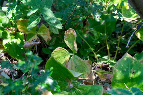 Trillium albidum, photograph 5