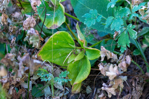 Trillium albidum, photograph 6