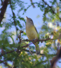 Vireo latimeri