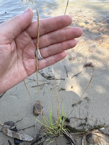 slender wheat grass