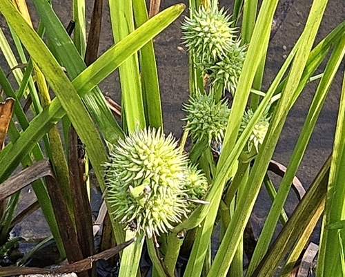 Sparganium americanum, photograph 2