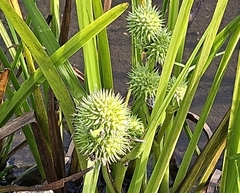 (c) Christopher Evans, some rights reserved (CC BY) Sparganium americanum, photograph (c) Christopher Evans, some rights reserved (CC BY)