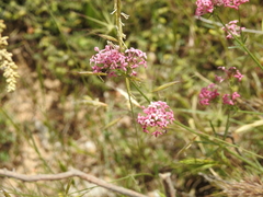 Asperula hirsuta