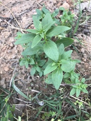Saponaria officinalis