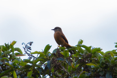 Myiotheretes fuscorufus