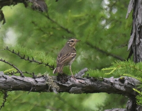 Olive-backed Pipit