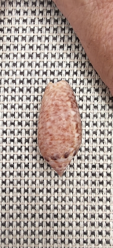 Oliva spicata observed 2026-08-23