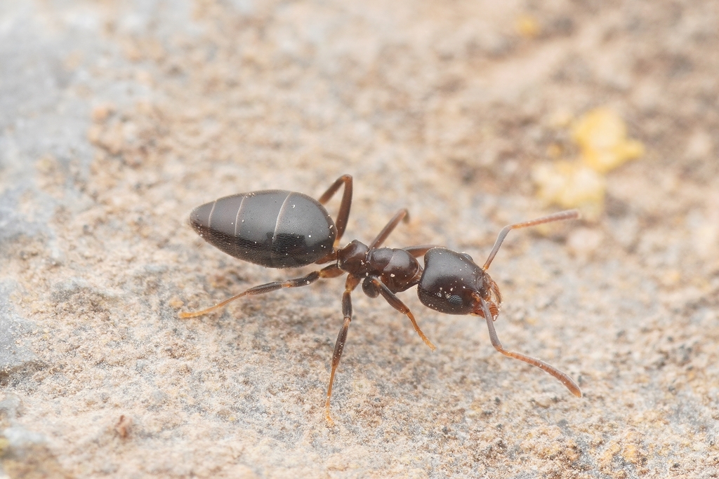 Technomyrmex vexatus