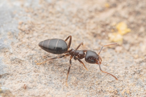 Technomyrmex vexatus