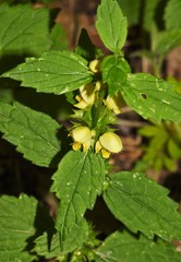Lamium galeobdolon montanum