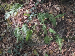 Polypodium interjectum, photograph (c) Christophe, some rights reserved (CC BY)