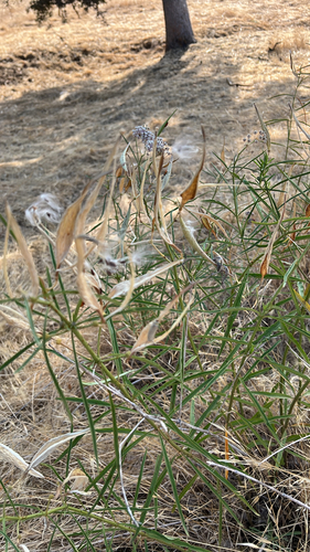 narrowleaf milkweed