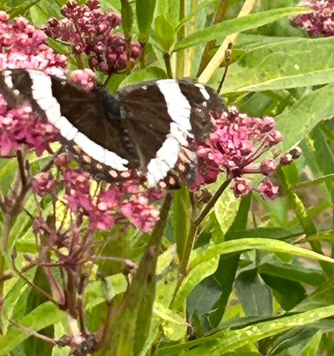Western White Admiral