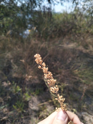 Silene borysthenica, 2026-08-23