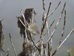 Certhidea fusca