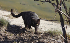Felis catus