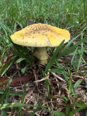 Amanita flavella