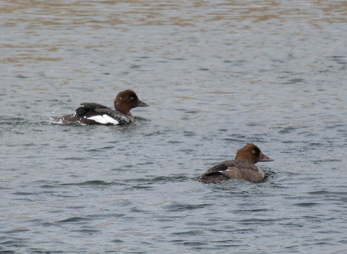 Common Goldeneye