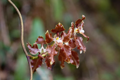 Cyrtochilum cordatum