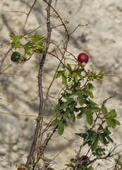 Passiflora pseudociliata