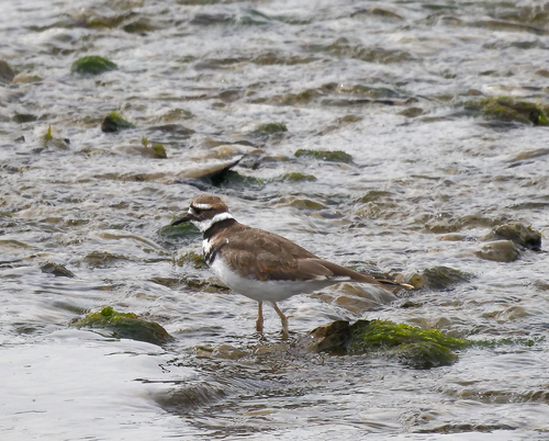 Killdeer