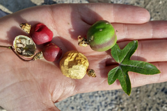 Passiflora pseudociliata