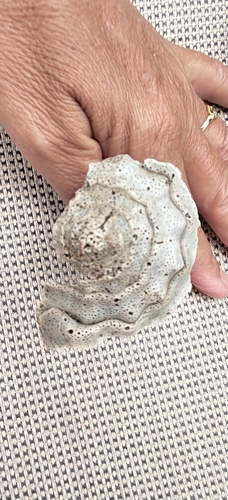 Strombus galeatus observed 2026-08-23