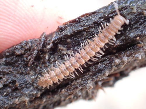 iNaturalist observation photo of Polydesmoides