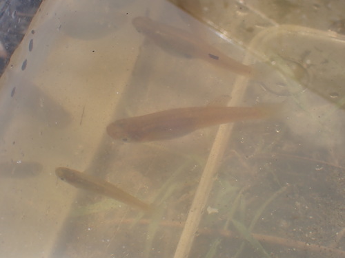 iNaturalist observation photo of Western Mosquitofish