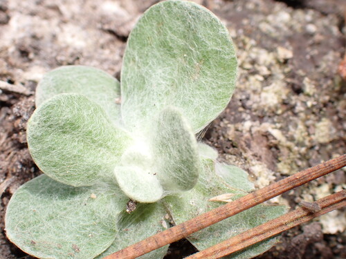 iNaturalist observation photo of rabbit-tobaccos