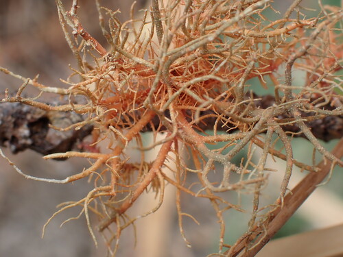iNaturalist observation photo of Red Beard Lichen