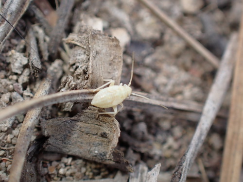 iNaturalist observation photo of Plant Bugs