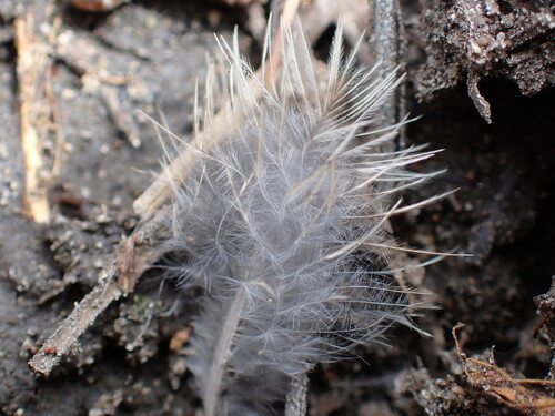 iNaturalist observation photo of Birds