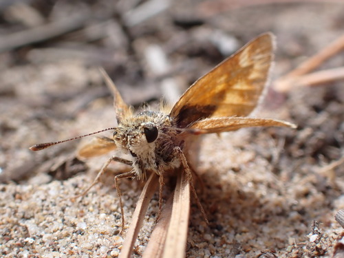 iNaturalist observation photo of Woodland Skipper