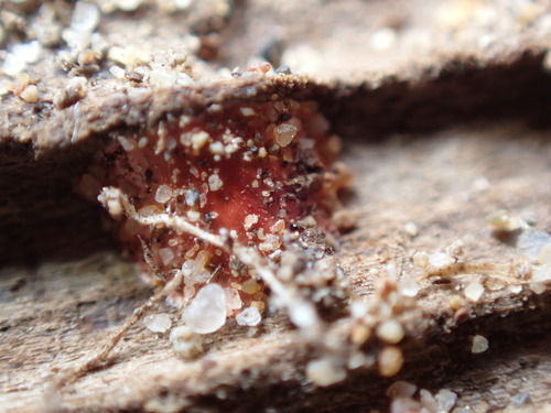 iNaturalist observation photo of Fungi Including Lichens
