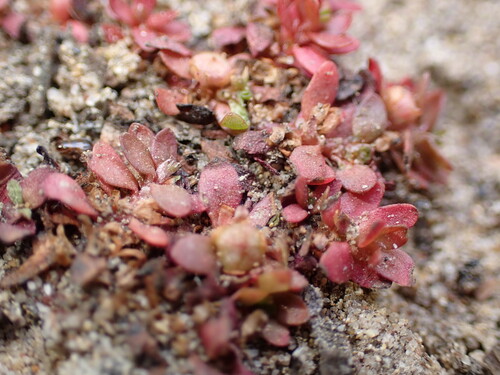 iNaturalist observation photo of Plants